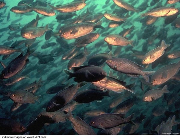 Рыбы в Озерах