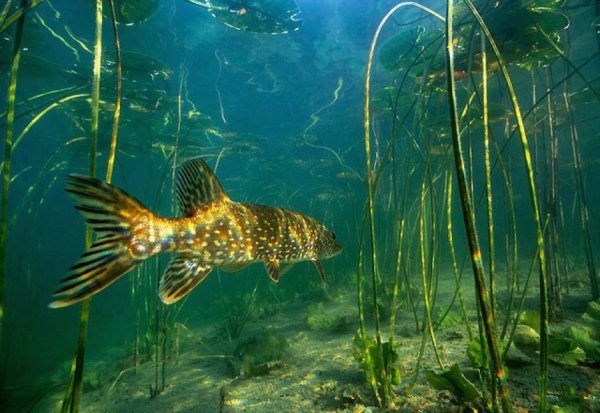 Подводный мир озера