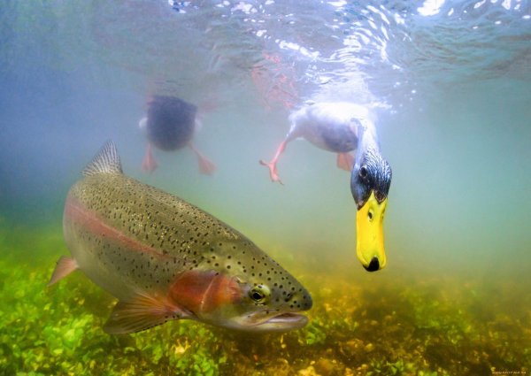 Рыба в озере