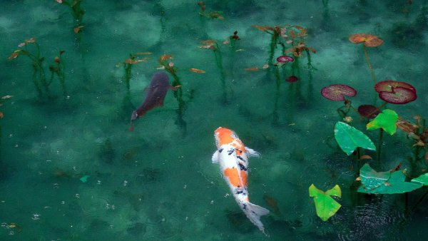 Озеро с рыбками