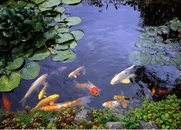 Кои в пруду