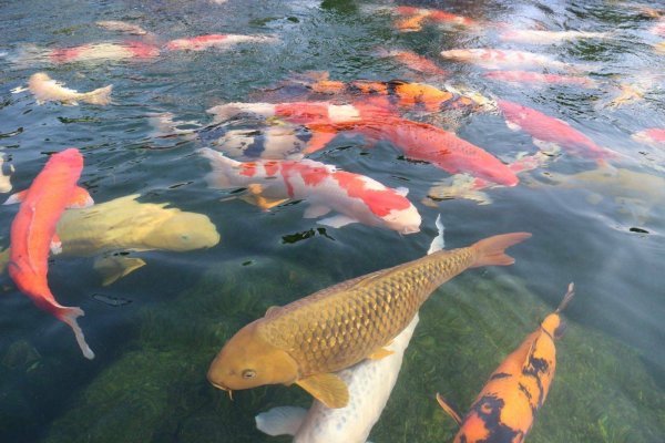 Прудовое рыбоводство карпы