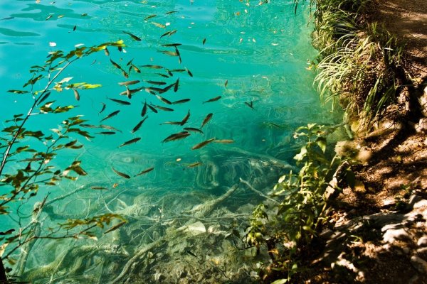 Водоросли под водой
