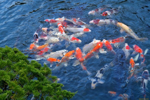 Карп в озере