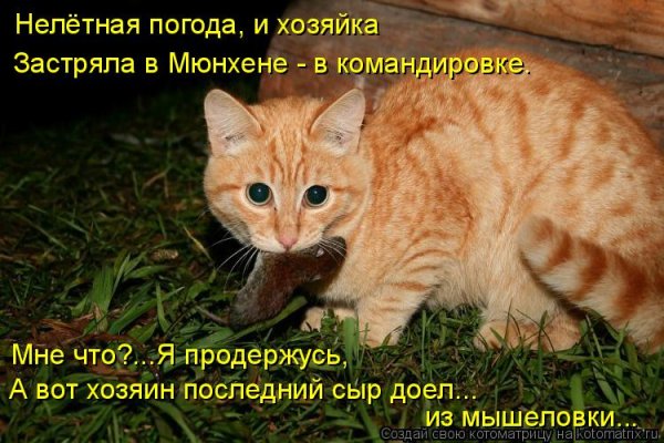 Шутки про нелетную погоду