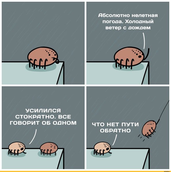 Анекдоты про пауков