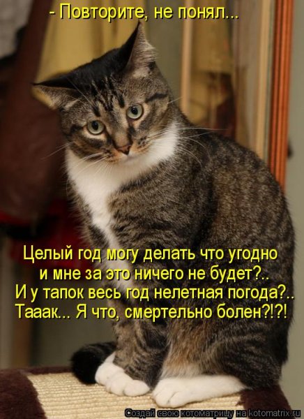 Смешные истории про животных