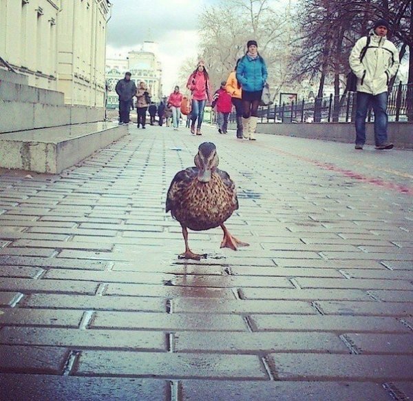Утки гуляют по Москве