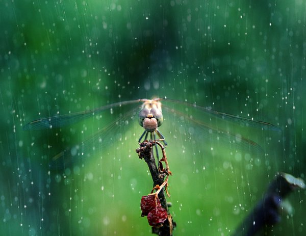 Погода нелетная картинки