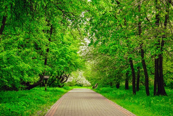 Парк Северное Тушино Яблоневый сад