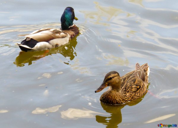 Утки на воде