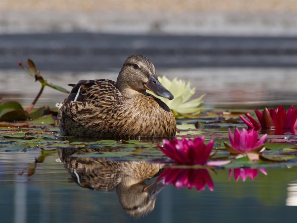 Утки на озере
