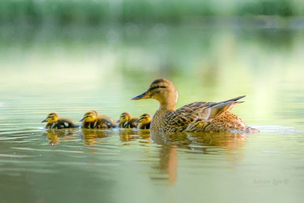 Уточка с утятами