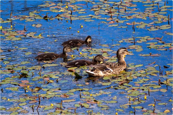 Ораниенбаум парк Дикие утки