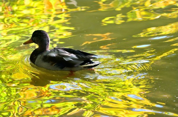 Утка плавает