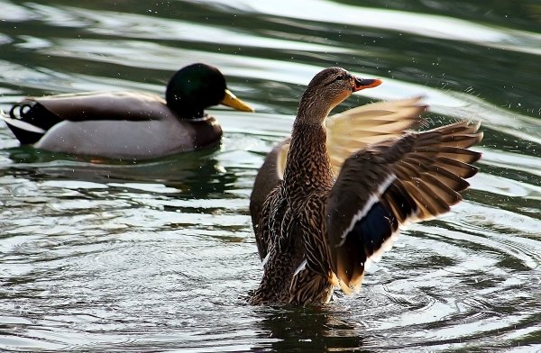 Утка-кряква Птичья гавань