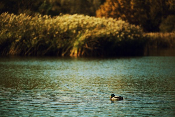 Утка в озере