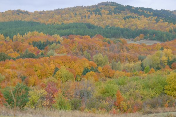 Хвалынский национальный парк лес