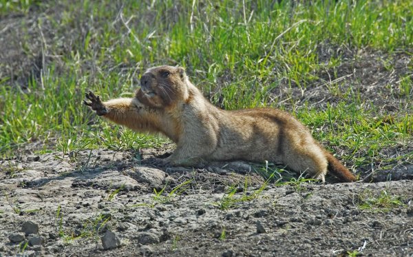Хвалынский национальный парк Саратовская область