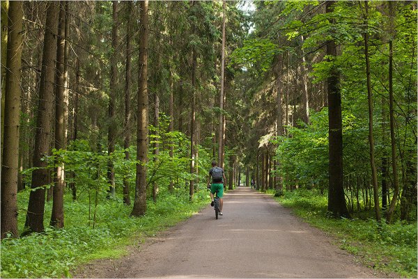Мещерский лес парк