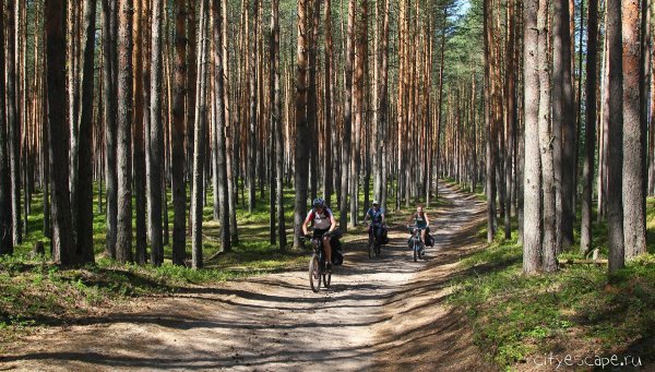Лесная частная Мещерский парк