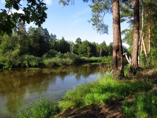 Солотча Рязань лес