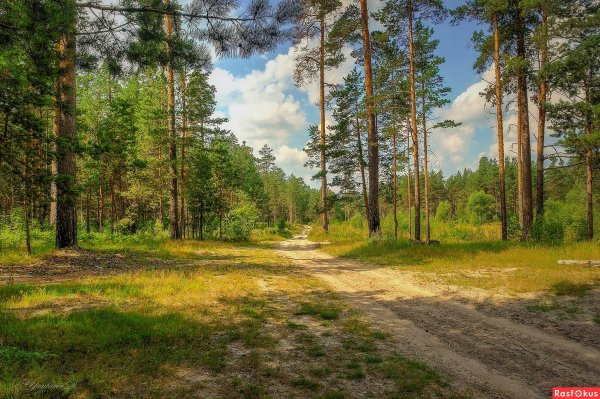 Мещерский Сосновый Бор