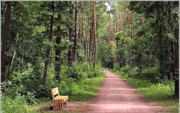 Мещерский лес лесопарк