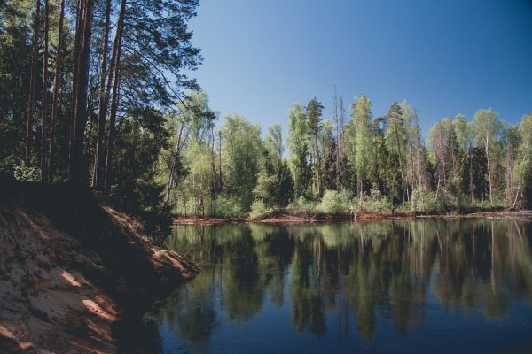 Мещера Рязанская область лес