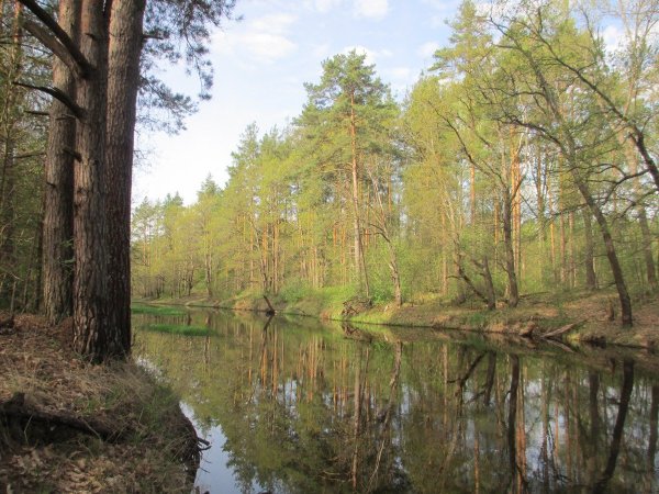 Парк Мещера во Владимирской области