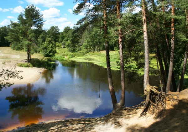 Мещерский лес Рязань