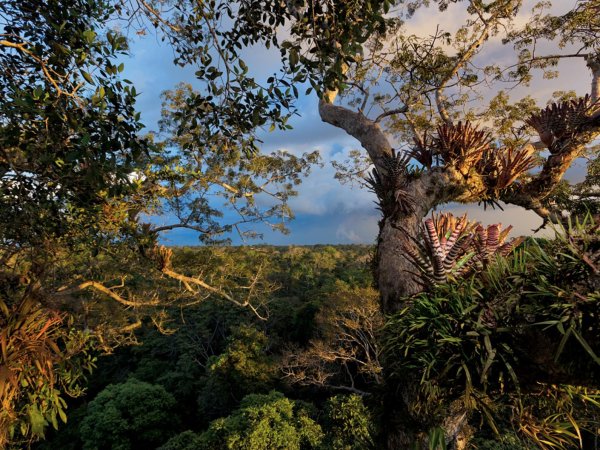 Ясуни Эквадор