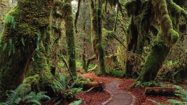 Национальный парк Олимпик США