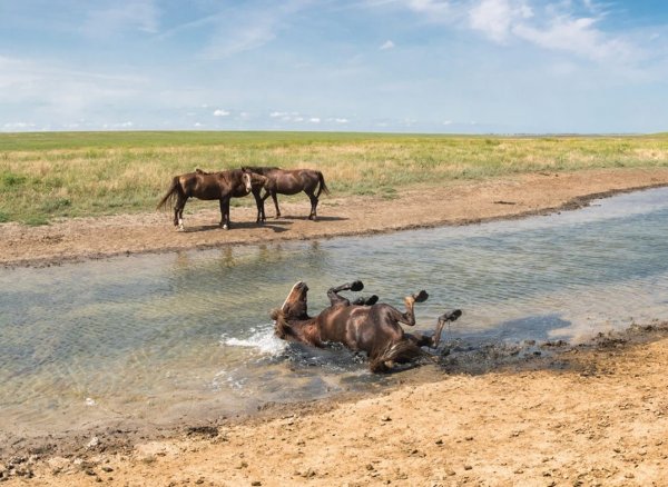 Маныч Гудило остров Водный