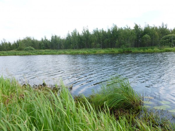 Оз Бечино Брянская область