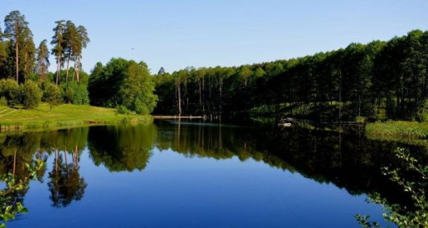 Больничная роща Дятьково