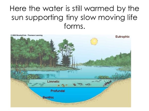 Литораль озера