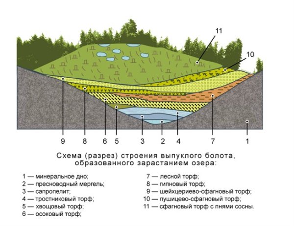 Схема образования низинного болота