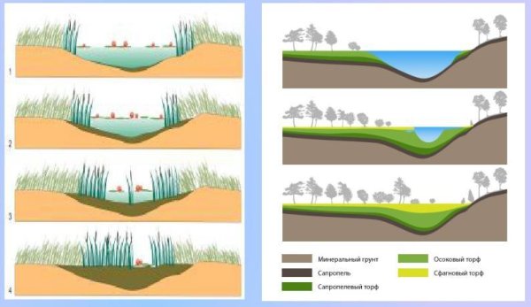 Болото образование зарастание озера