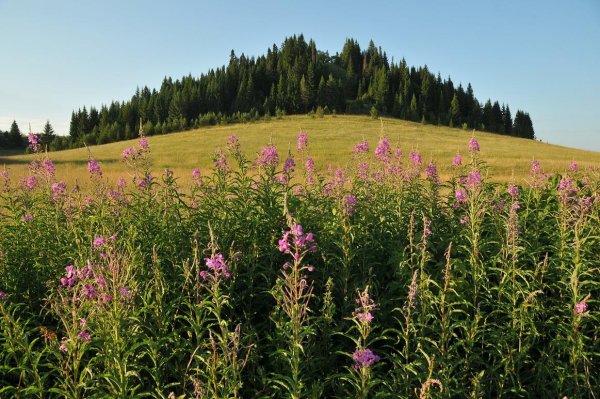Шарканский заповедник Удмуртии