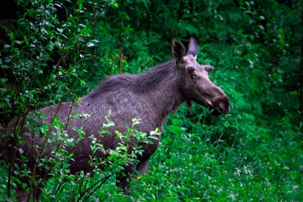 Природный парк Шаркан