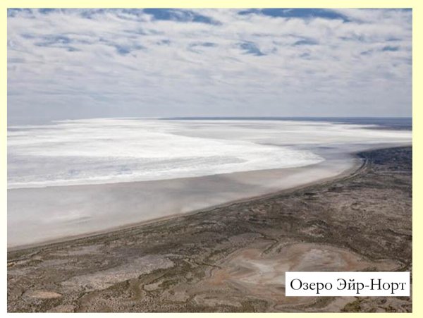 Животный мир озера Эйр Норт