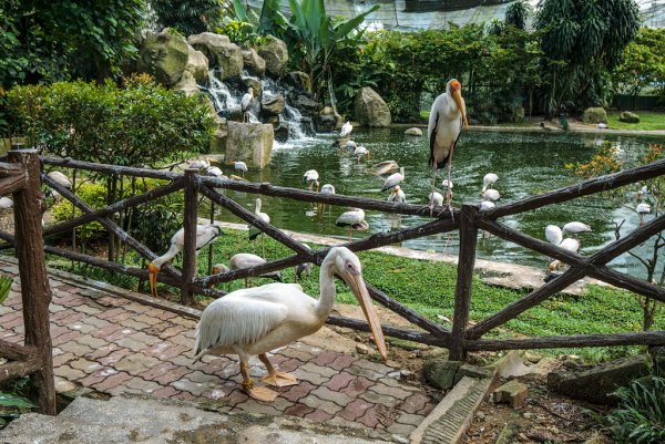 Куала-Лумпурский парк птиц