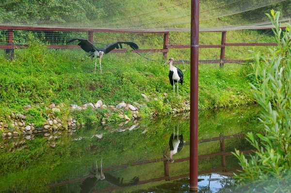 Парк птиц Подольский район