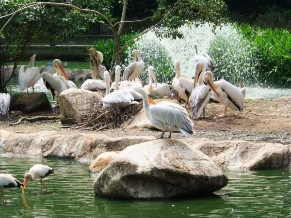 Парк Джуронг Сингапур