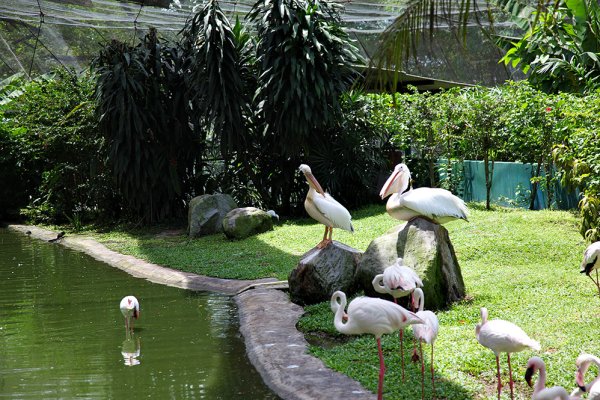 Парк птиц Малайзия Куала-Лумпур