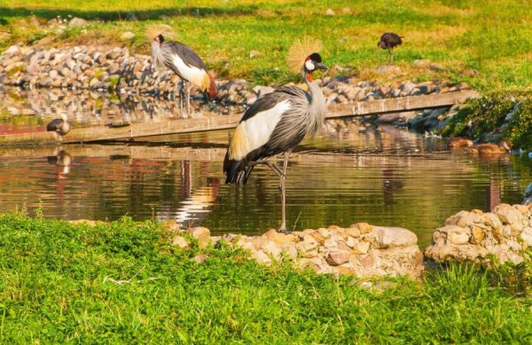 Парк птиц Жуковский район