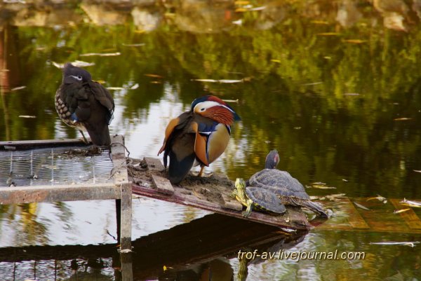 Парк птиц Балабаново