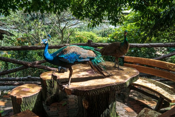 Куала-Лумпурский парк птиц