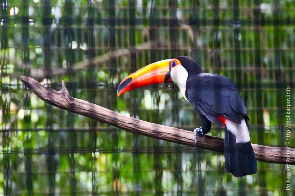 Экскурсия в парк птиц Сингапур